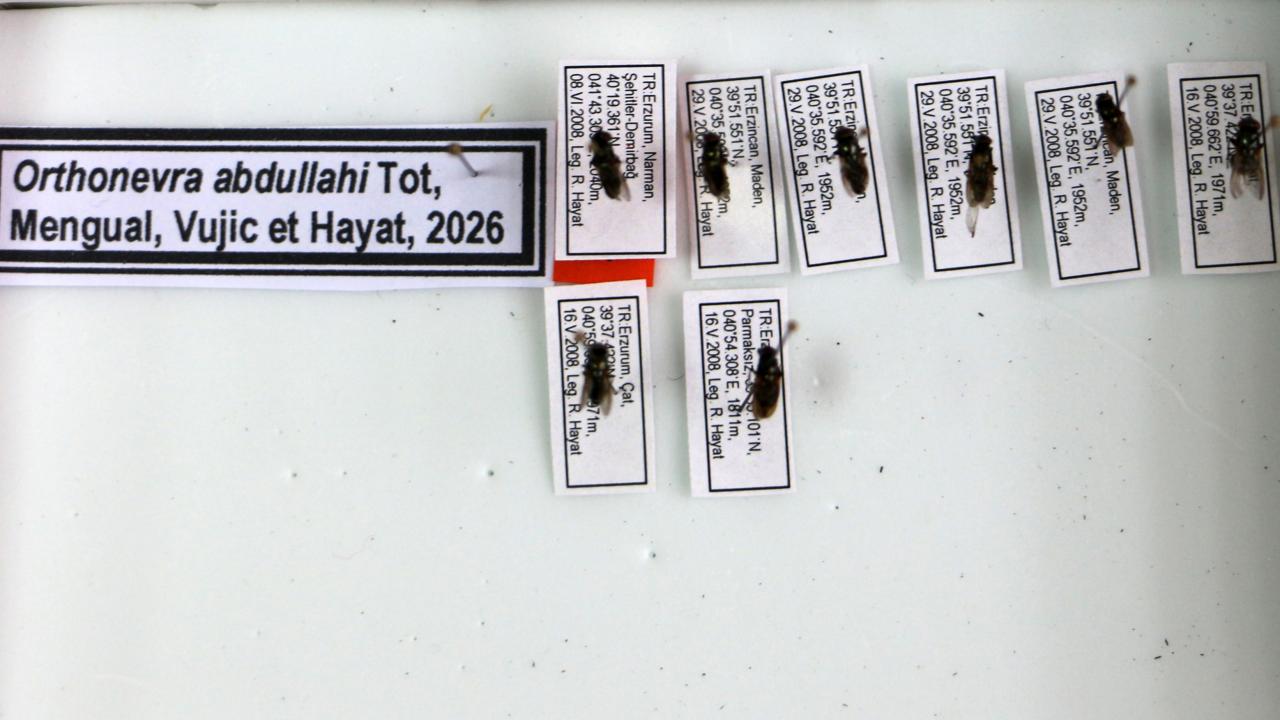Keşfettiği çiçek sineği türüne 1998'de kaybettiği oğlunun adını verdi