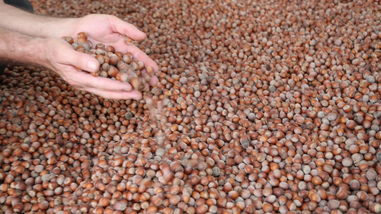 Ticaret Bakanlığı'ndan fındık piyasasına sıkı denetim